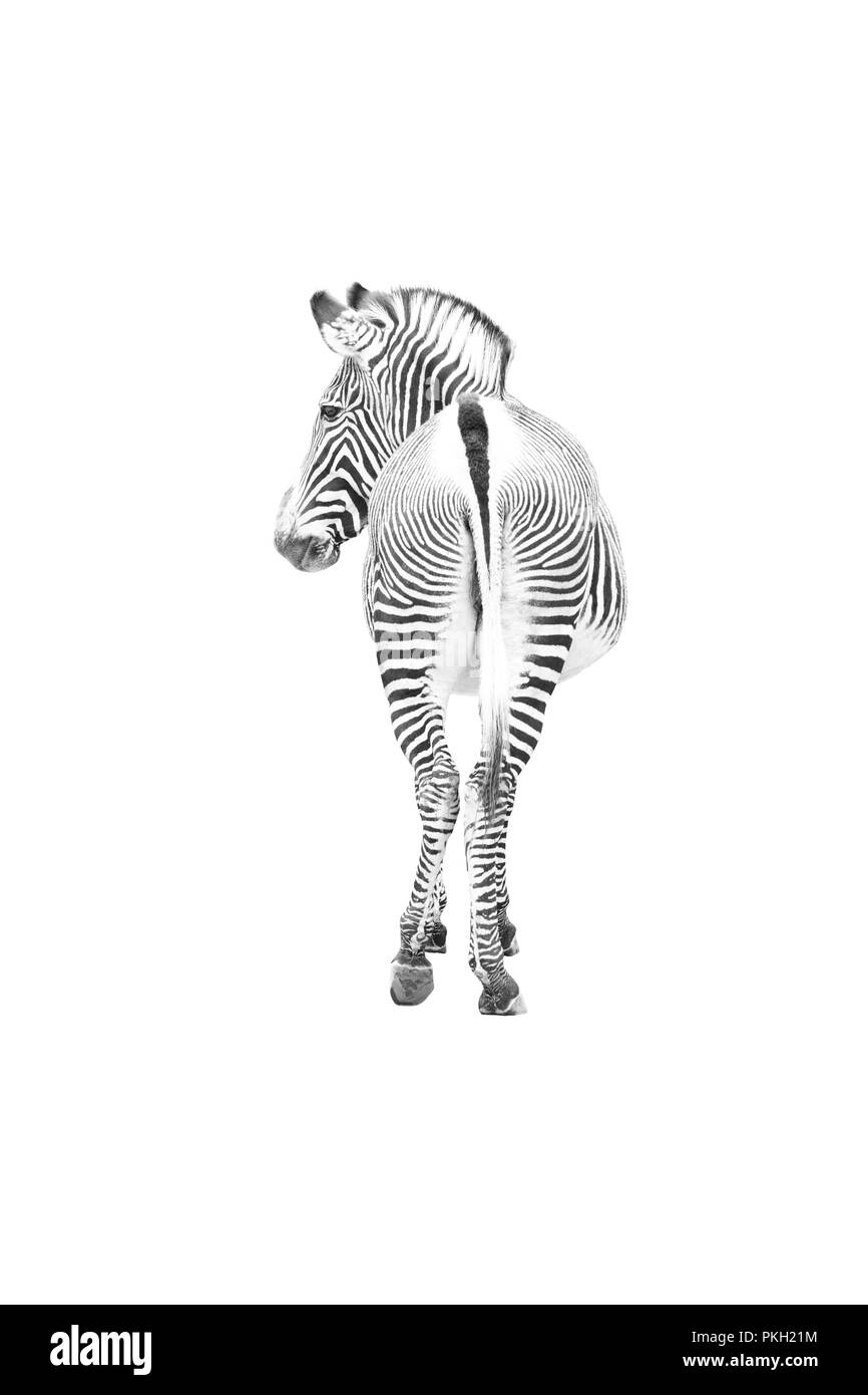 View of a zebra from the back, a curious look, zebra is cut out Stock Vector