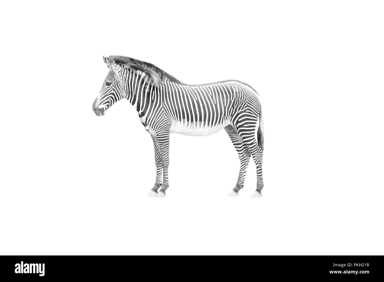 View of a zebra from the side, a curious look, zebra is cut out Stock Vector