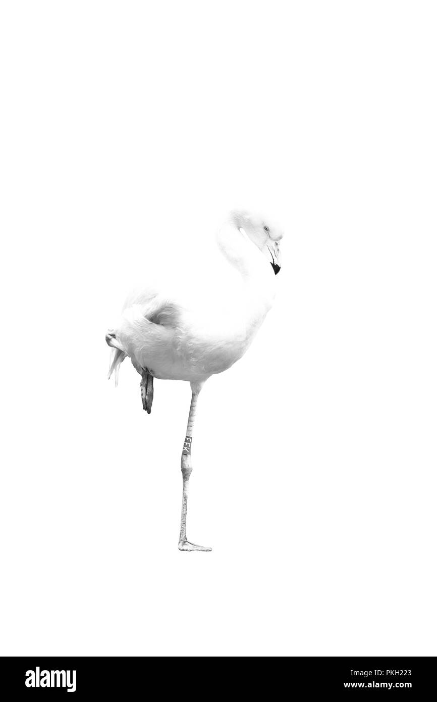 Flamingo ruhend auf einem Bein den Kopf ins Gefieder gesteckt Stock Vector