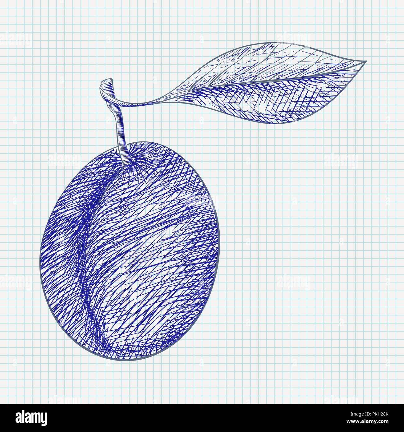 Plum. Hand drawn sketch on lined paper background Stock Vector