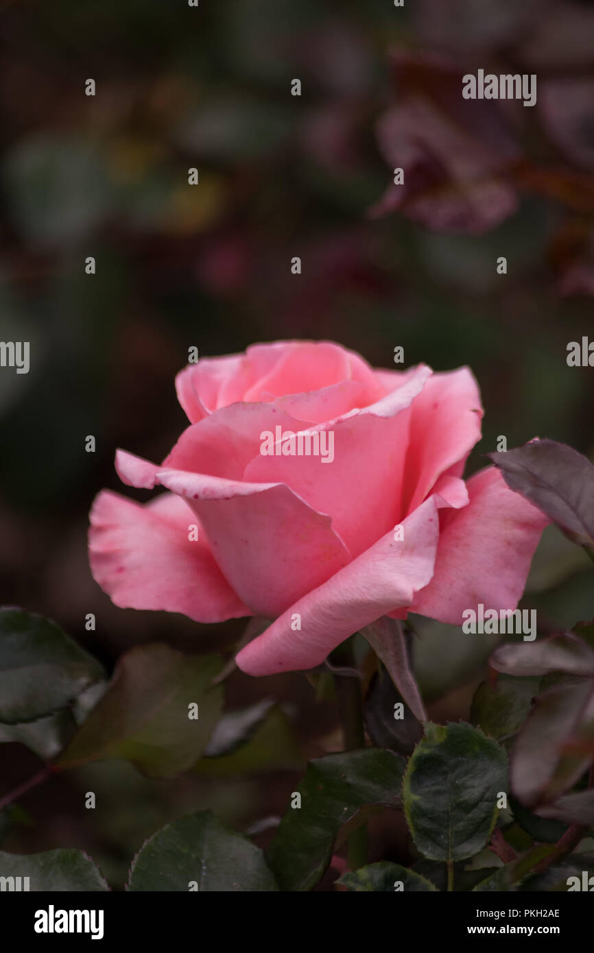 Low key roses hi-res stock photography and images - Alamy