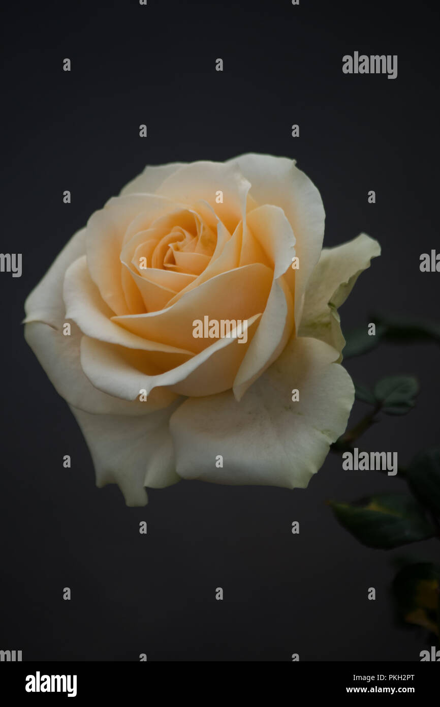 Low key roses hi-res stock photography and images - Alamy