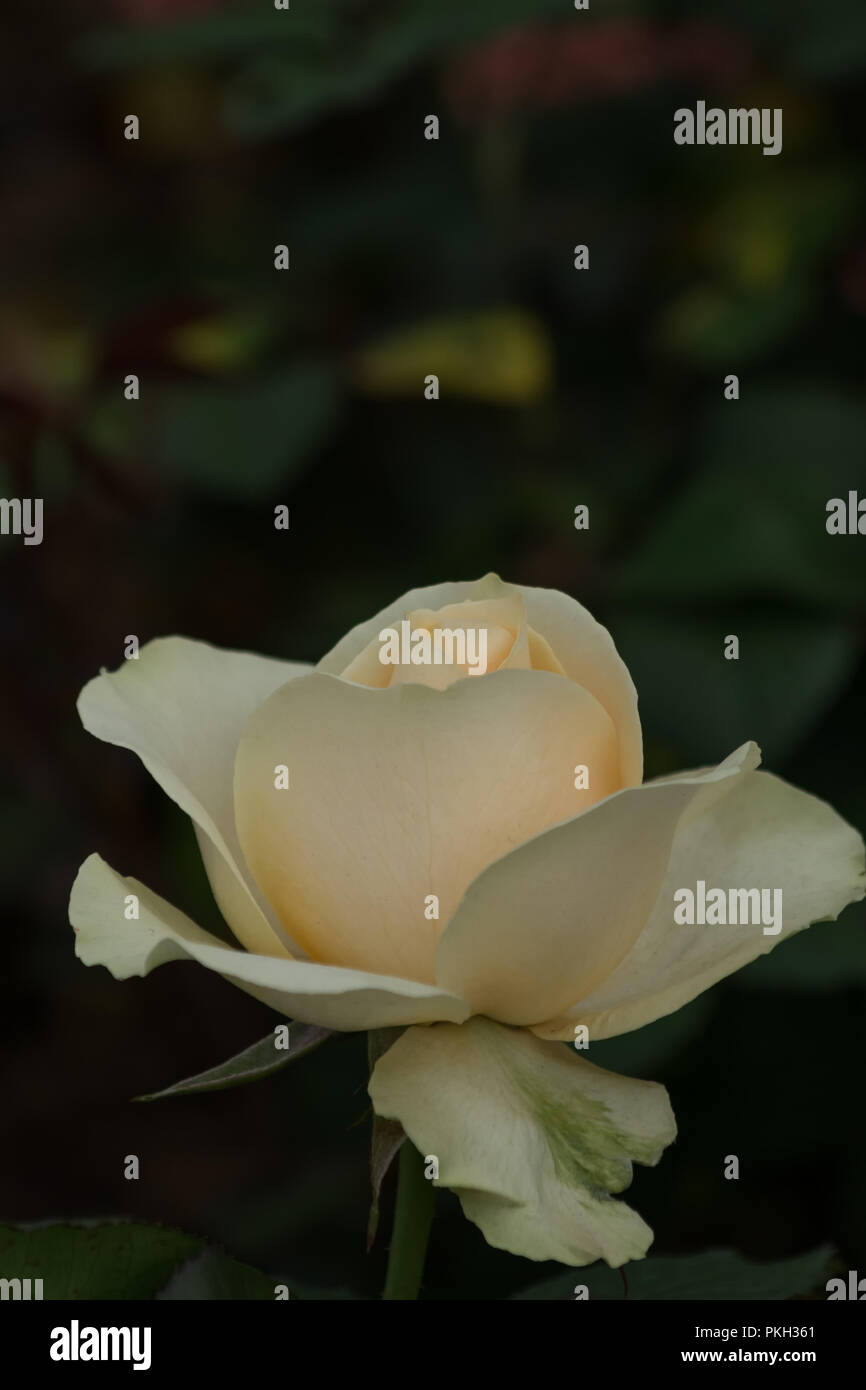 Low key roses hi-res stock photography and images - Alamy