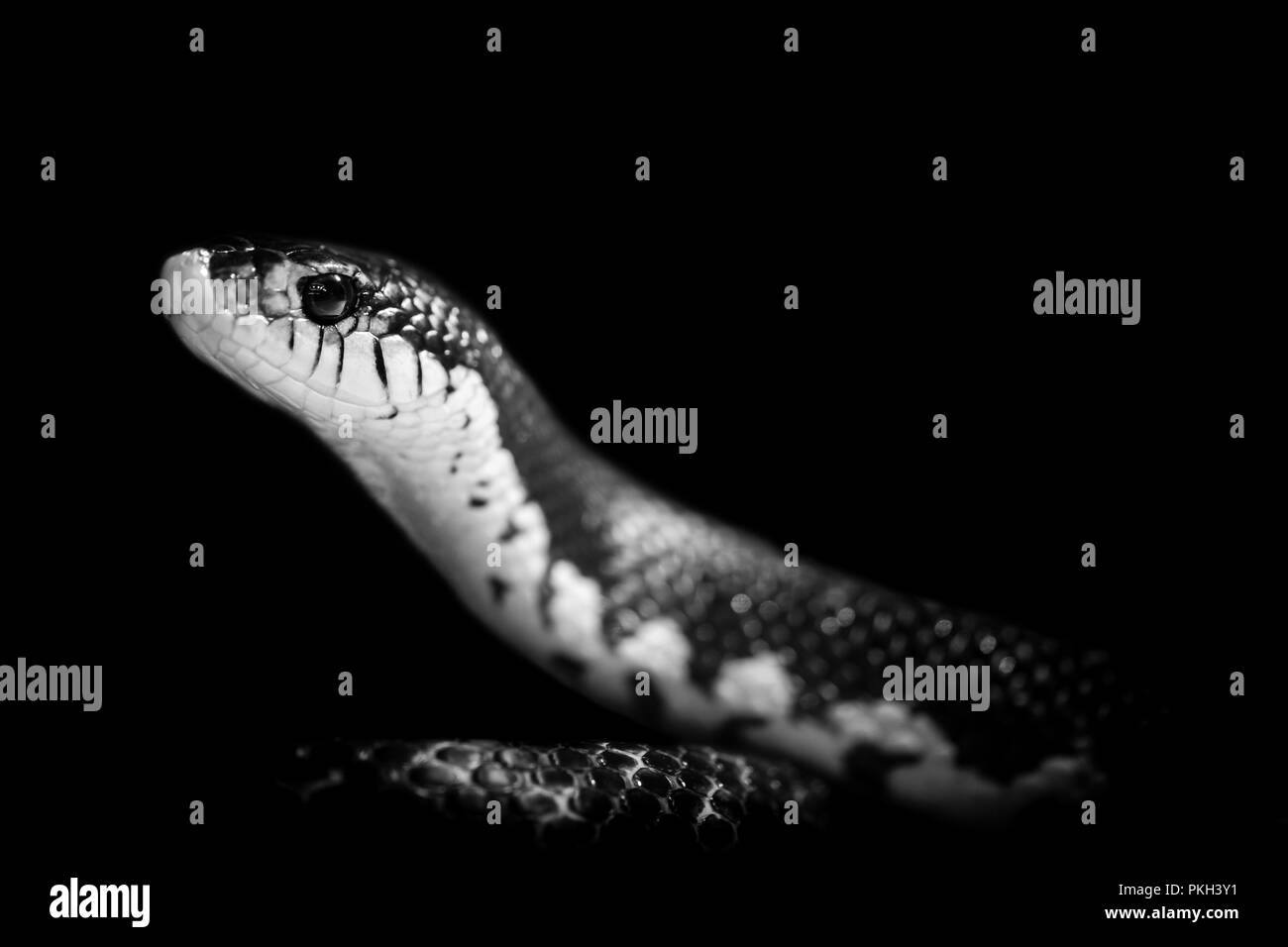 snake isolated on black background Stock Photo