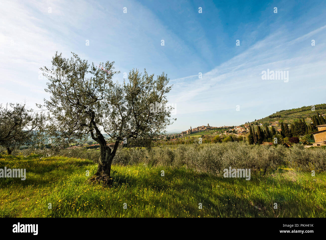 An olive tree in Italy in sunlight Stock Photo Alamy