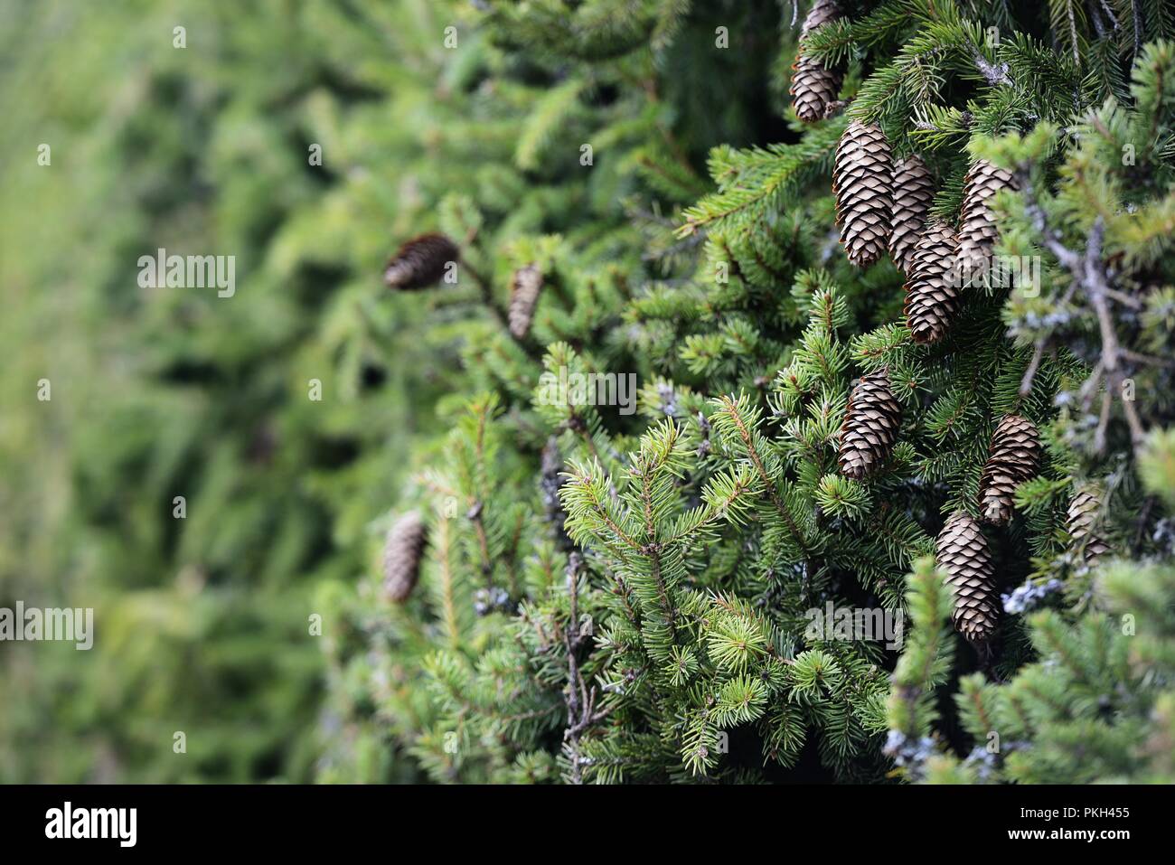 green hedge of fir trees with cones Stock Photo Alamy