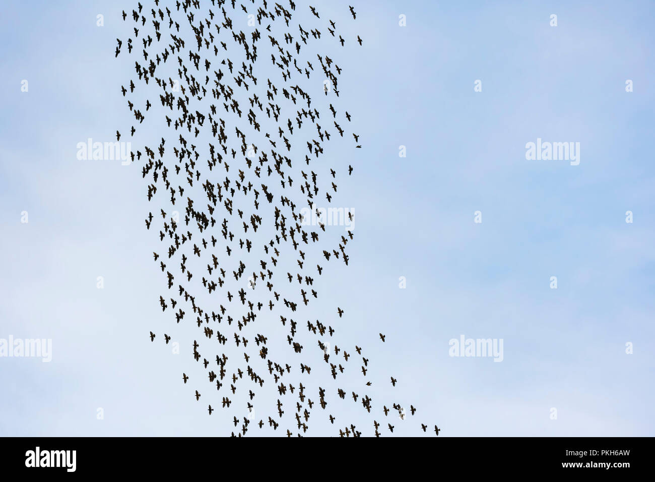 Murmuration of Common Starlings (Sturnus vulgaris) flying in the sky in early Autumn in West Sussex, England, UK. Stock Photo