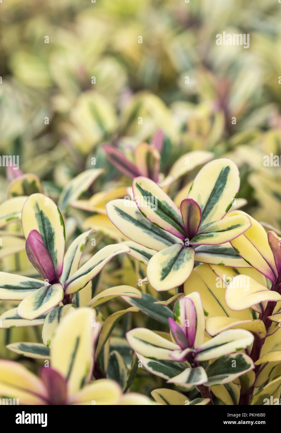 Hebe franciscana 'Tricolour' ('Tricolor'), an evergreen shrubby hebe plant in early Autumn in West Sussex, England, UK. Stock Photo