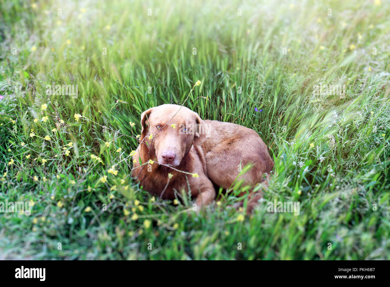 Brown dog lying on the grass with blurred background Stock Photo