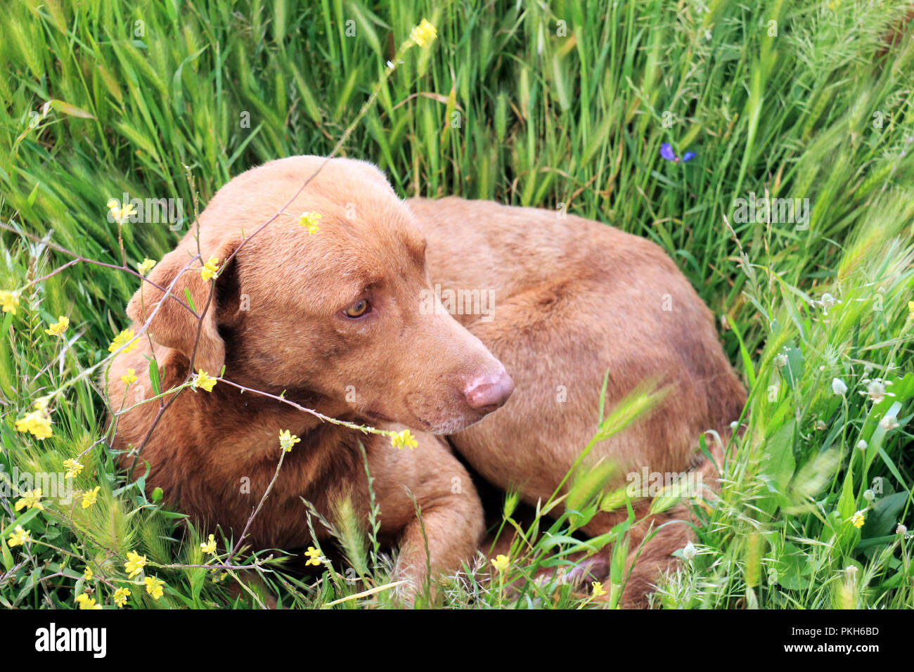 Dog in the field lying among flowers Stock Photo