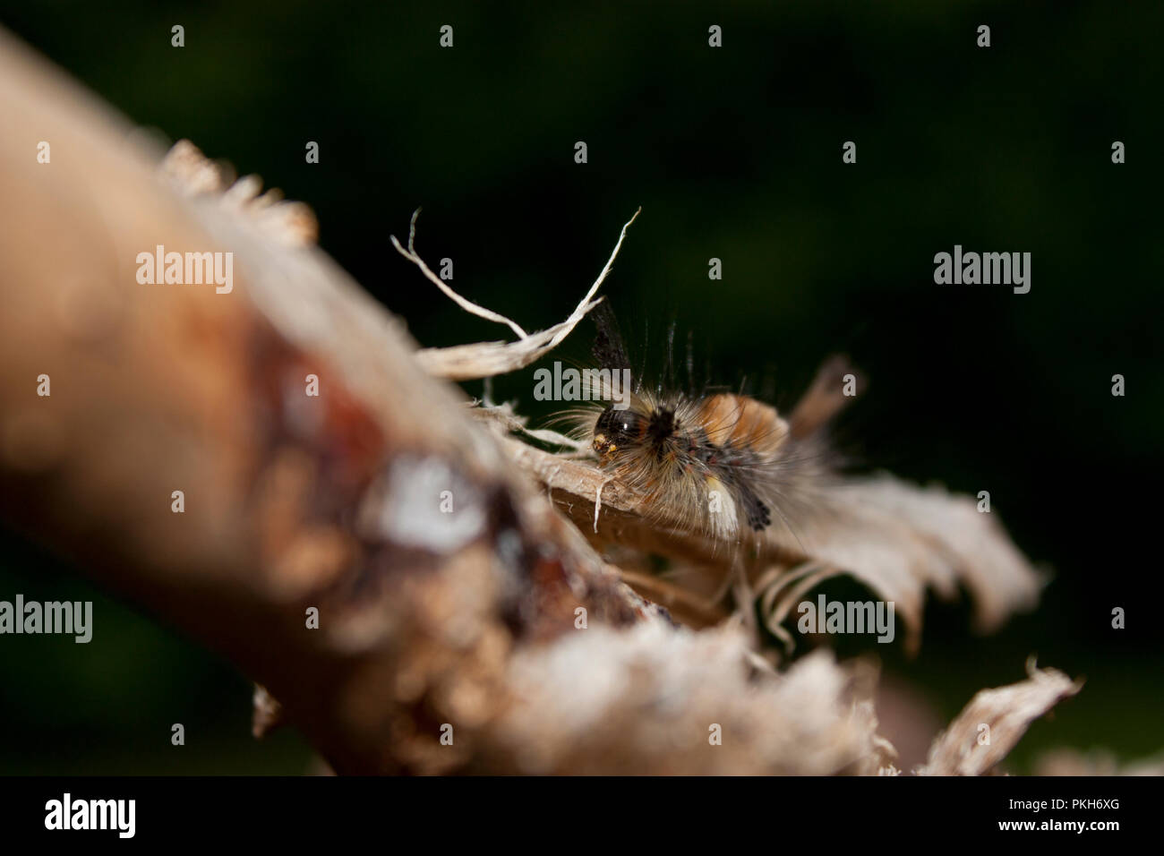 Vapourer Moth Caterpillar focus pull Stock Photo