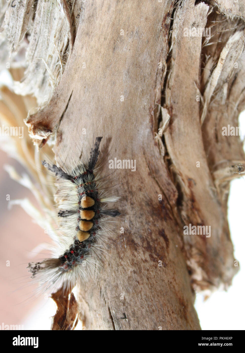 Vapourer Moth Caterpillar long shot Stock Photo