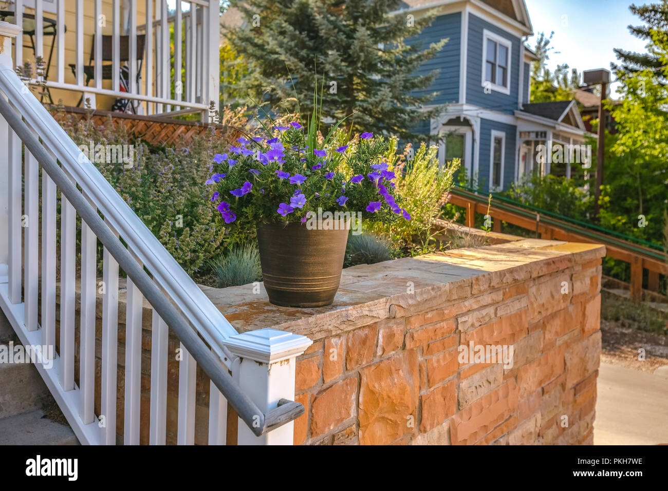 Purple flowers in potted plant on brick wall Stock Photo Alamy