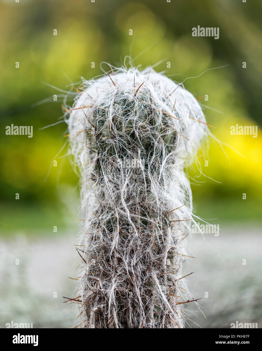 Old Man Cactus, Cephalocereus senilis, close up, Manitoba, Canada. Stock Photo