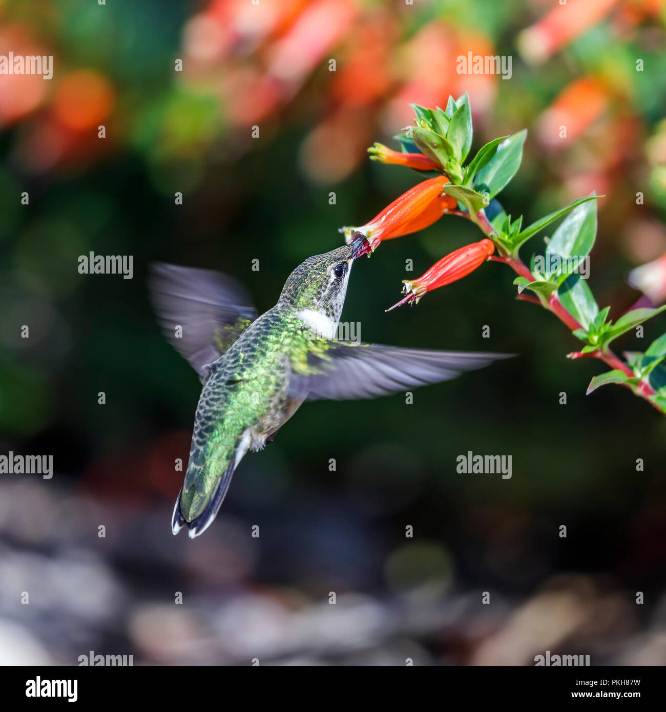 Ruby-throated hummingbird (Archilochus colubris), female, feeding on Mexican Cigar Plant, Cuphea, Manitoba, Canada. Stock Photo