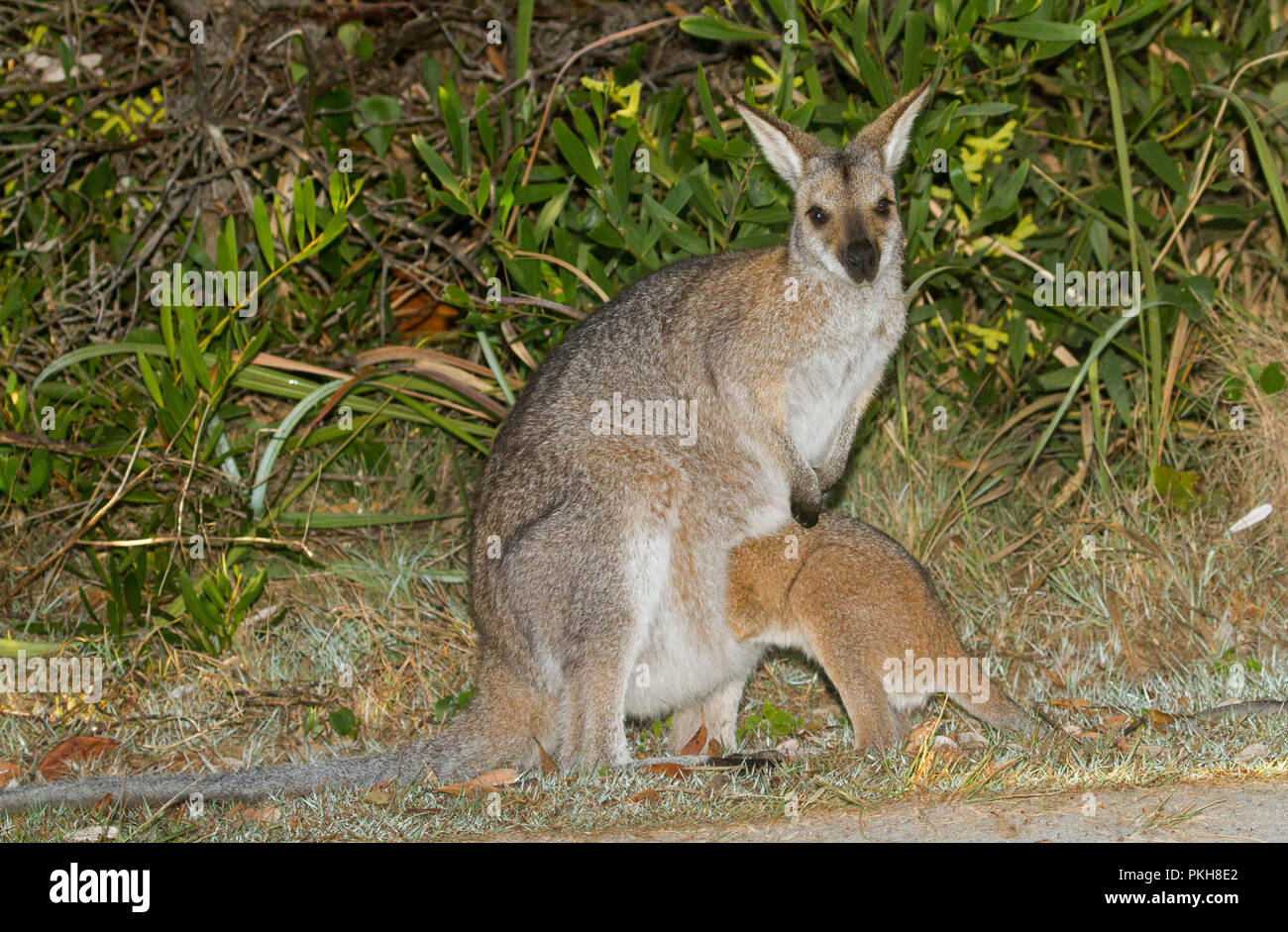 Australian red-necked wallaby, Macropus rufogriseus, with large joey trying to get into her pouch - in the wild at Crowdy Bay National Park in NSW Stock Photo
