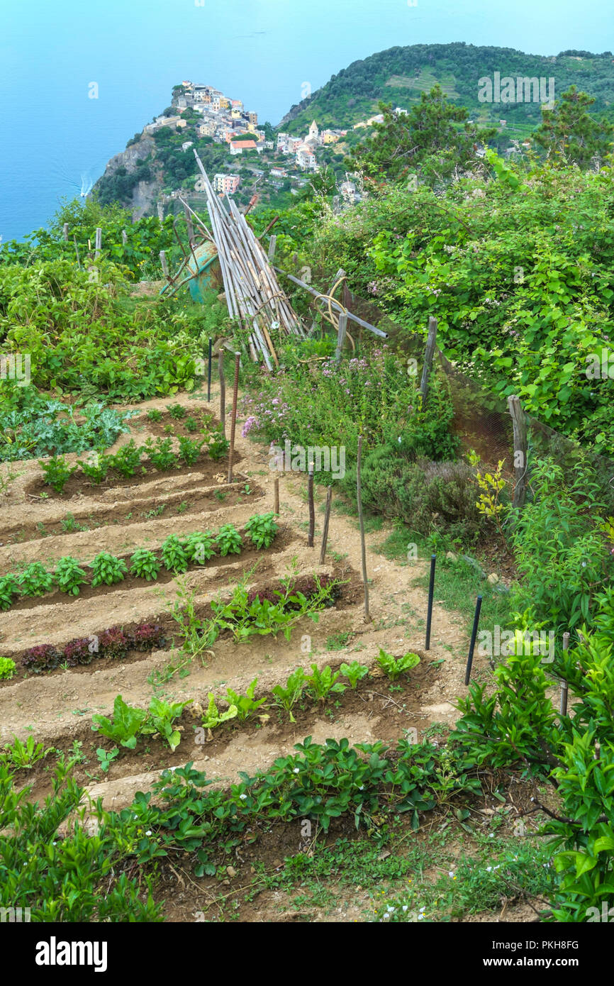 Corniglia, Cinque Terre, Italy. A panoramic view from an allotment