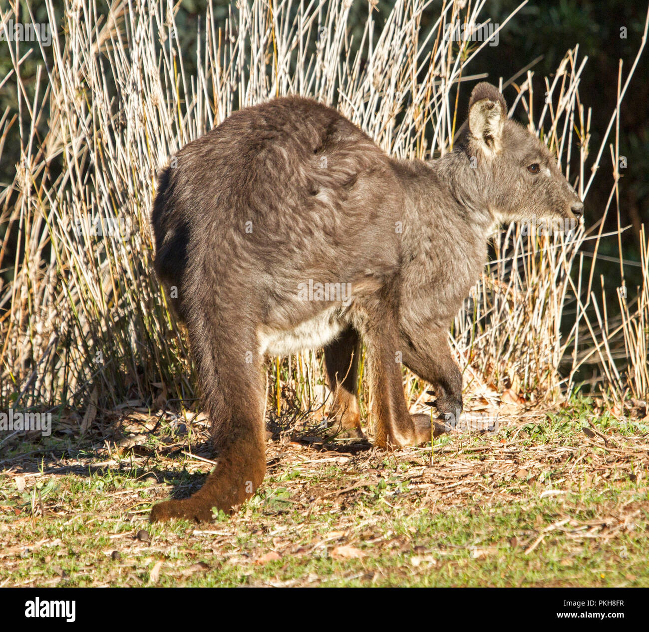 Australian eastern wallaroo, Macropus robustus, in the wild  at Warrumbungle National Park in NSW Stock Photo