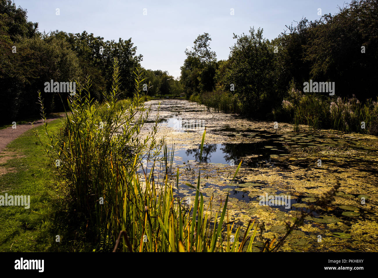 Lily pads and reeds in the canal at Foxton Locks, Leicestershire Stock