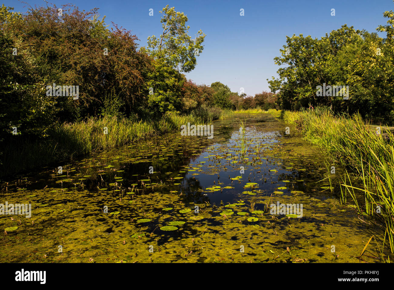 Lily pads and reeds in the canal at Foxton Locks, Leicestershire Stock