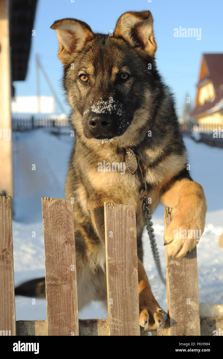 german shepherd dog chain