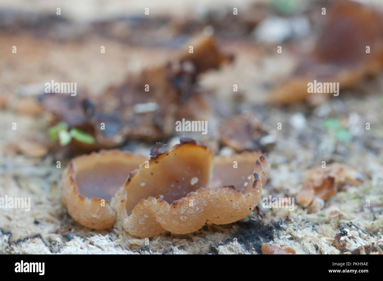 Peziza varia ascomycete fungus, close up shot, local focus Stock Photo