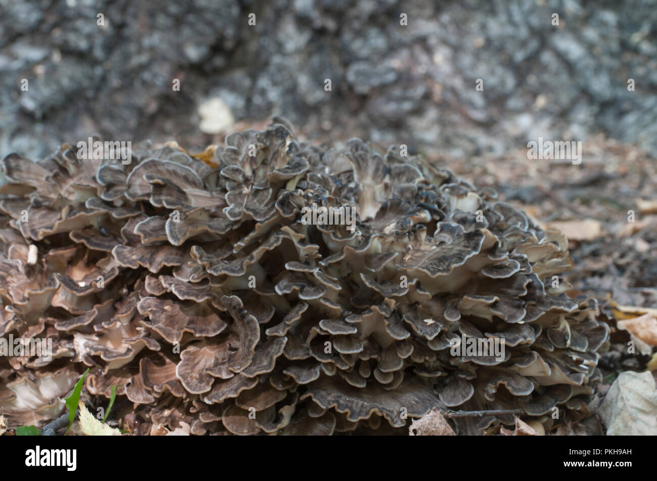 Grifola frondosa, edible polyporus mushroom whide khown in Far East and North America. Stock Photo