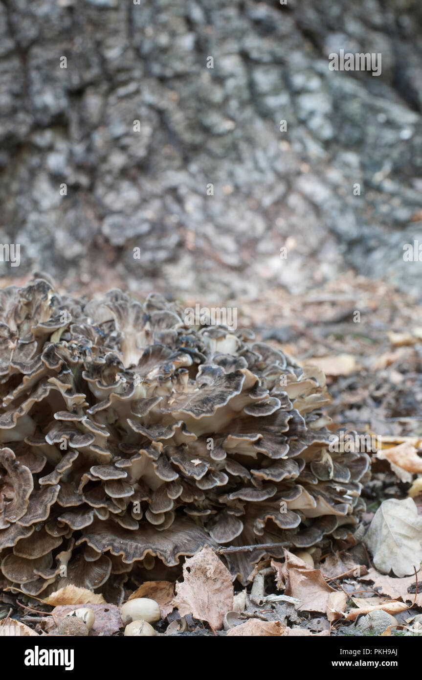 Grifola Frondosa Edible Polyporus Mushroom Whide Khown In Far East And 