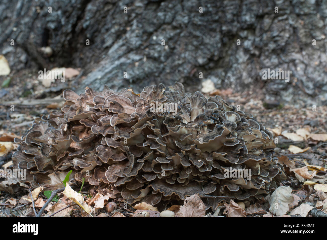 Grifola frondosa, edible polyporus mushroom whide khown in Far East and North America. Stock Photo