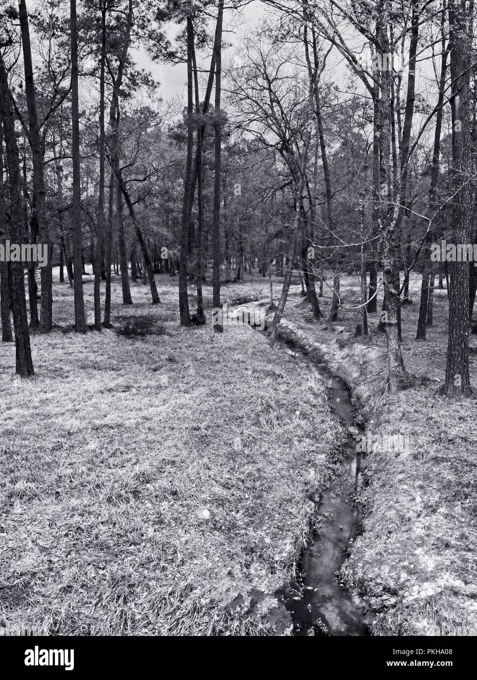 Woodlands in black and white hires stock photography and images Alamy