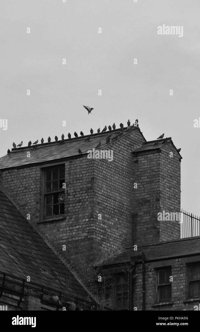 Black and White Image of Birds Roosting on the Roof of an Abandoned Building Stock Photo