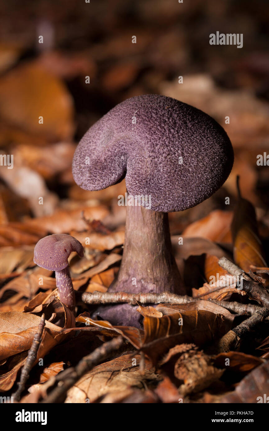 Violet webcaps, Cortinarius violaceus, growing in the New Forest Hampshire England UK GB Stock Photo