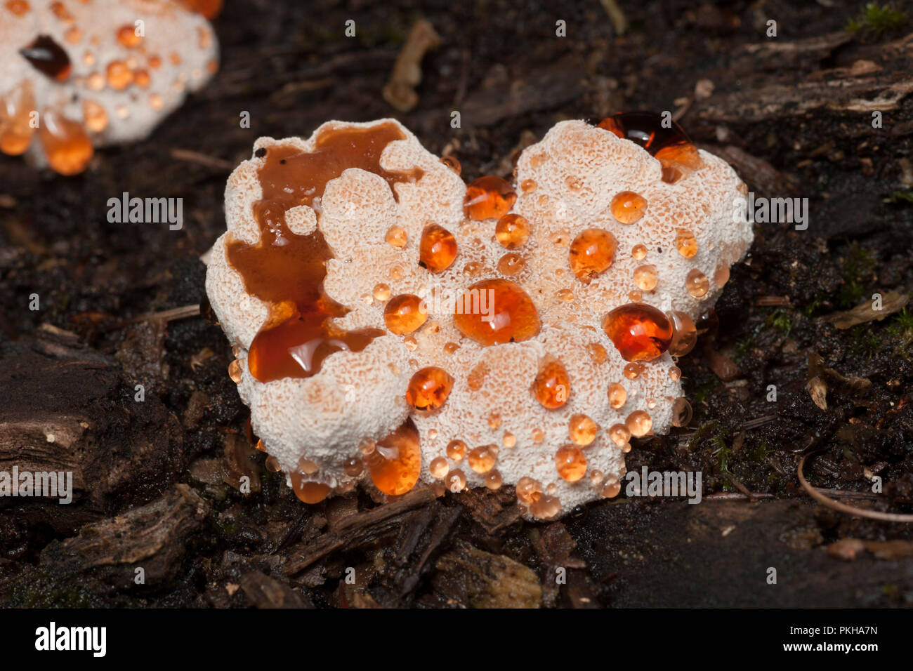 Devil’s Tooth fungi, Hydnum peckii, sometimes called bleeding tooth