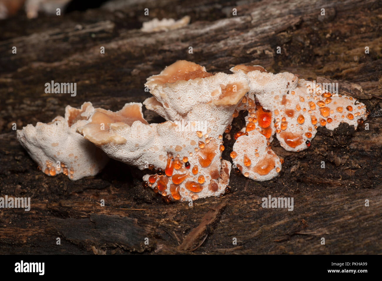 Weeping polypore fungus, Inonotus dryadeus, growing on a fallen, rotten tree in The New Forest, Hampshire England UK GB Stock Photo