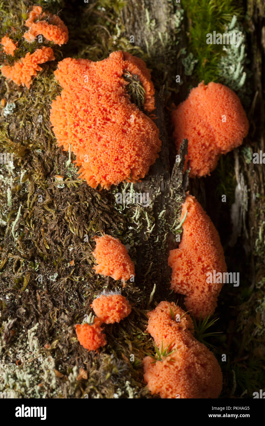The slime mould, Tubulifera arachnoidea, in the plasmodium stage growing on a tree stump in the New Forest Hampshire England UK GB Stock Photo