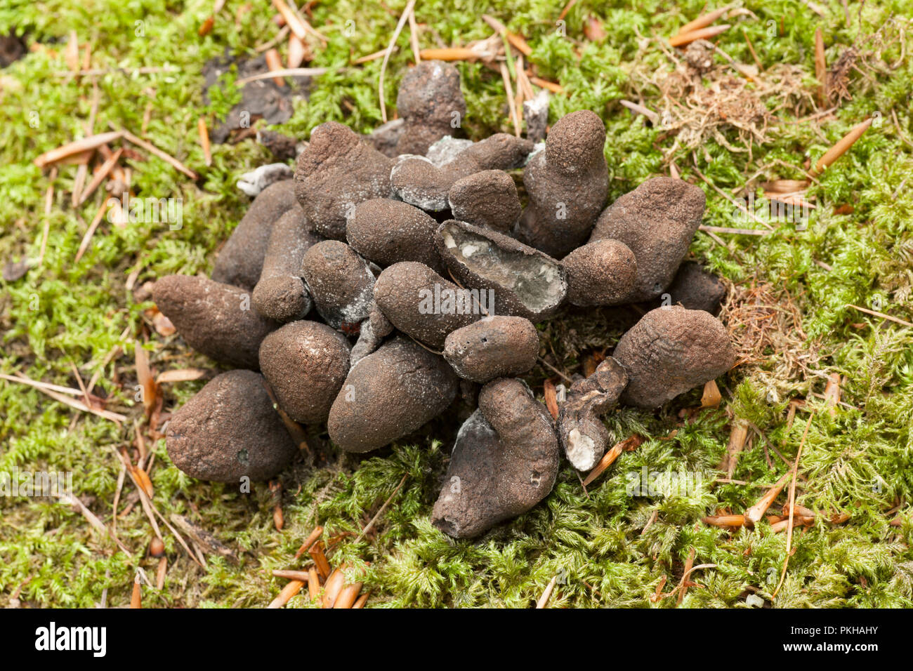 Dead Man’s Fingers, Xylaria polymorpha, growing on a tree stump in the New Forest Hampshire  England UK GB Stock Photo