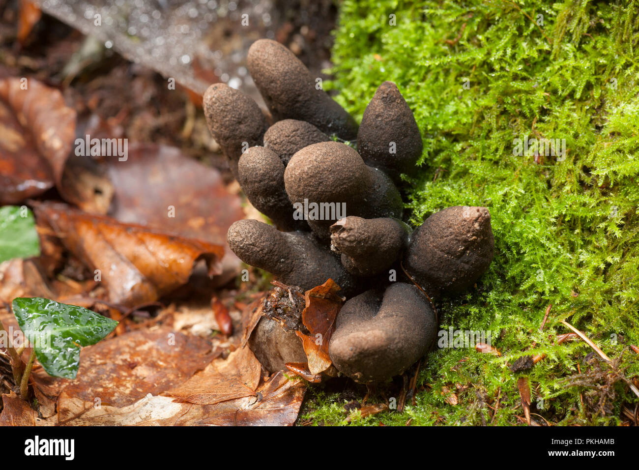 Dead Man’s Fingers, Xylaria polymorpha, growing on a tree stump in the New Forest Hampshire  England UK GB Stock Photo
