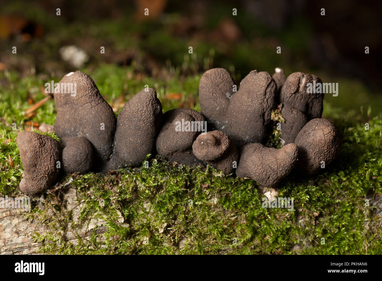 Dead Man’s Fingers, Xylaria polymorpha, growing on a tree stump in the New Forest Hampshire  England UK GB Stock Photo