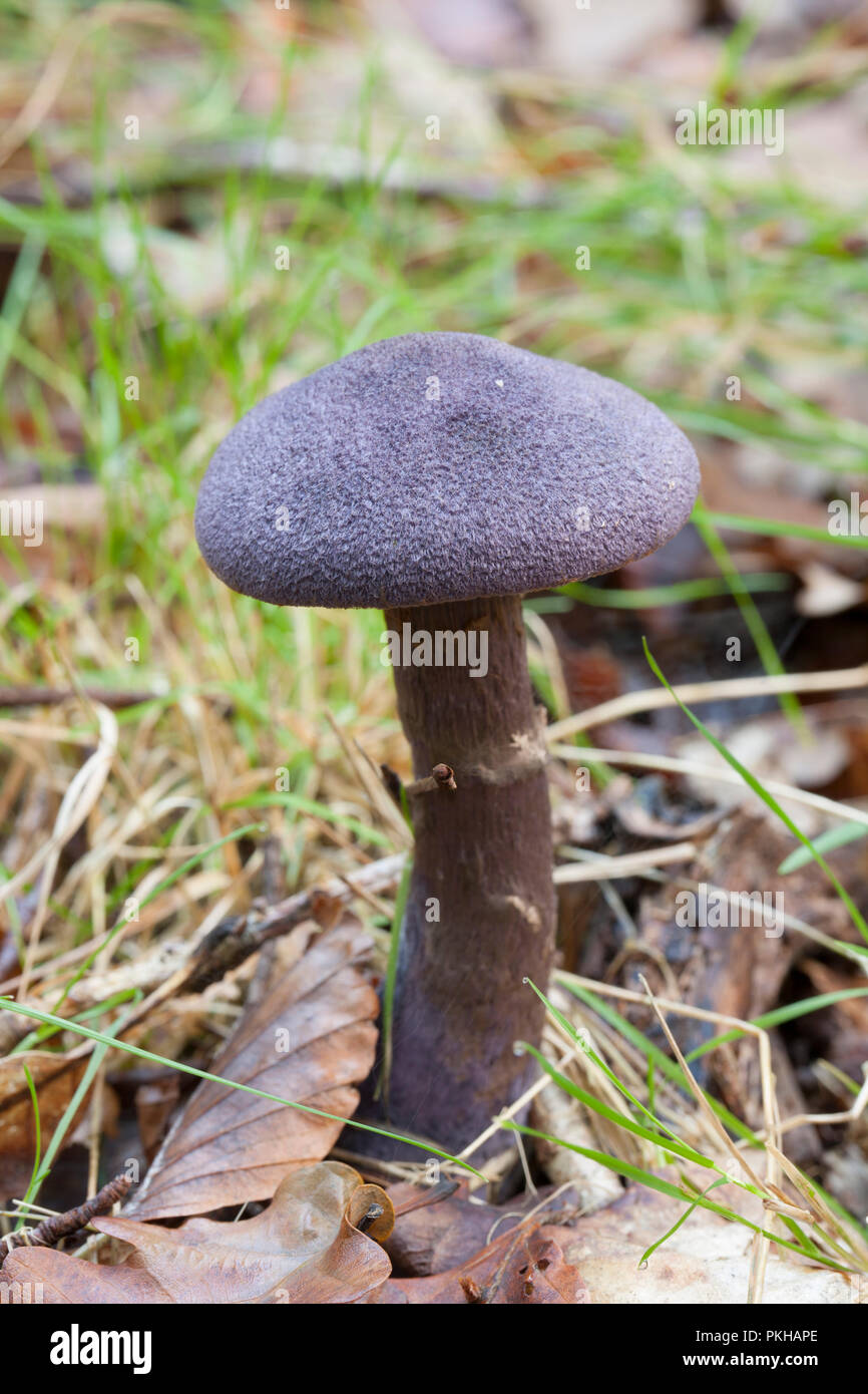 A Violet webcap, Cortinarius violaceus, growing in the New Forest Hampshire England UK GB Stock Photo