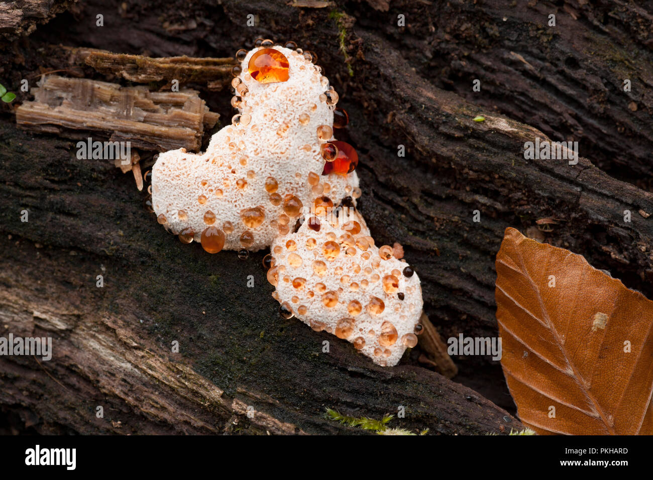 Weeping polypore fungus, Inonotus dryadeus, growing on a fallen, rotten tree in The New Forest, Hampshire England UK GB Stock Photo