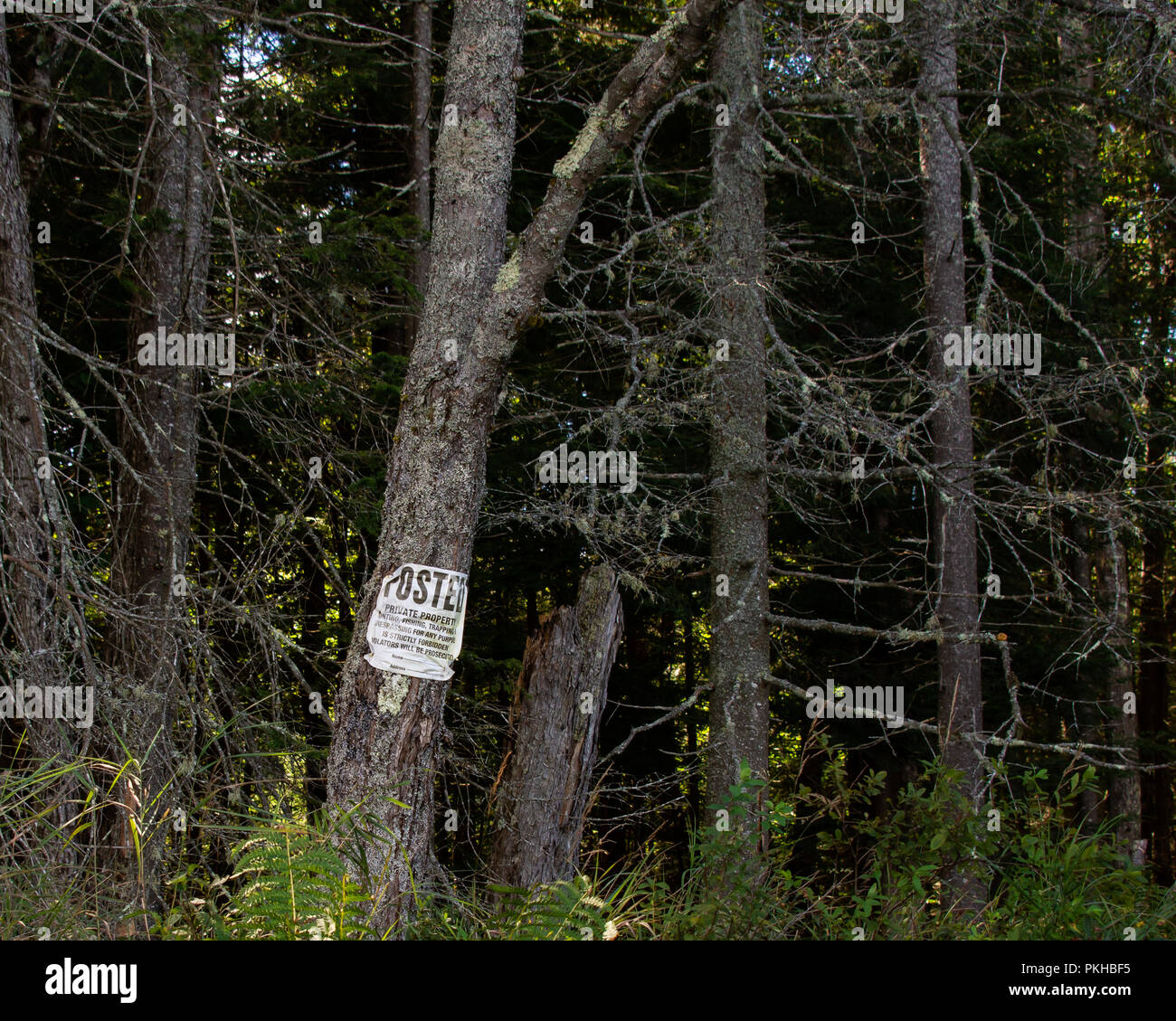 Posted private property sign on a tree at the edge of a dark Adirondack Mountains, NY USA forest. Stock Photo