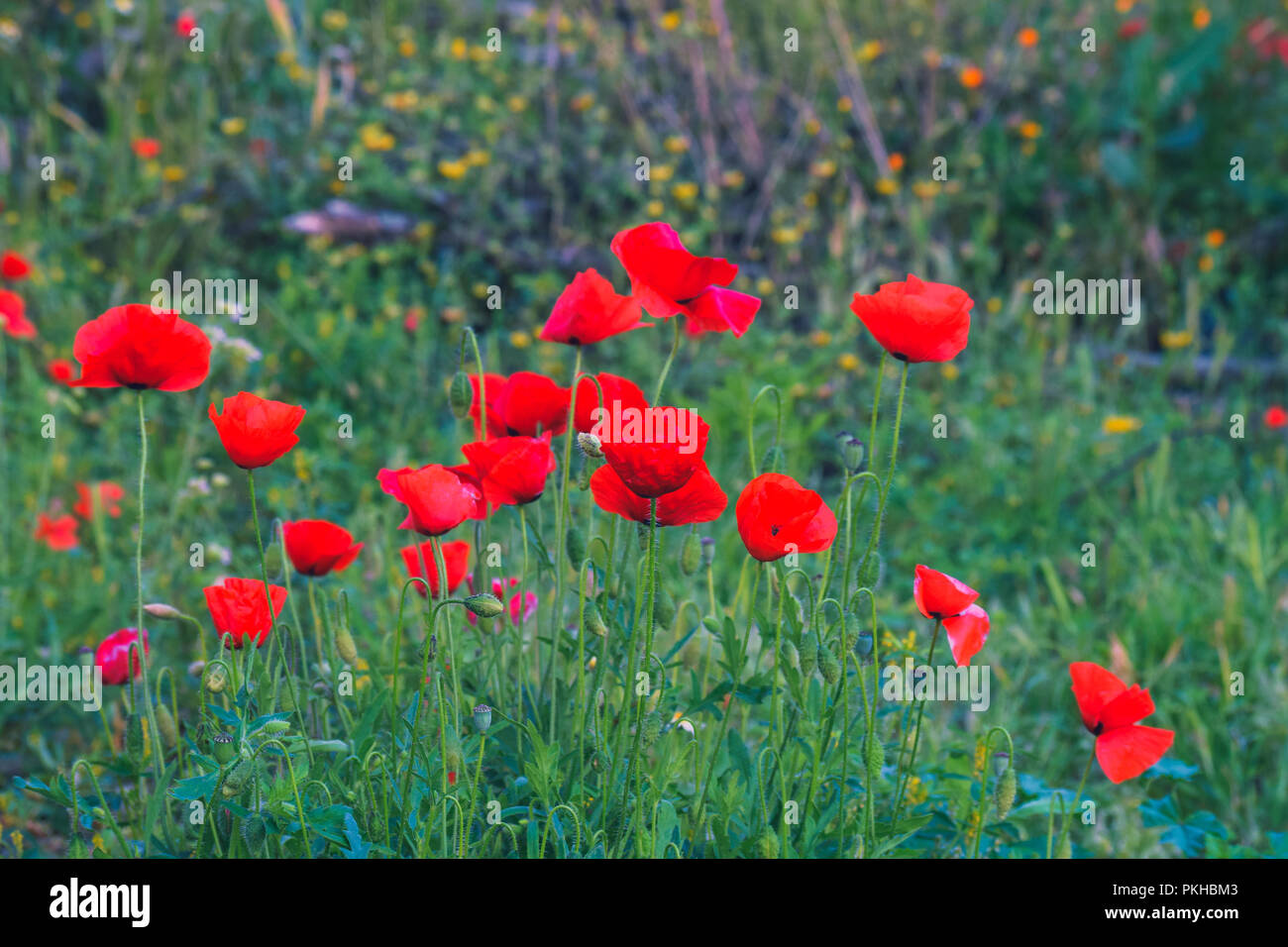 picture of poppies at sunrise in a moroccan countryside Stock Photo