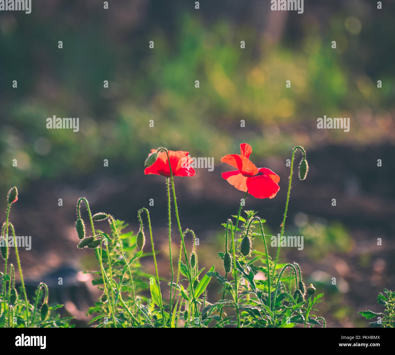 picture of poppies at sunrise in a moroccan countryside Stock Photo