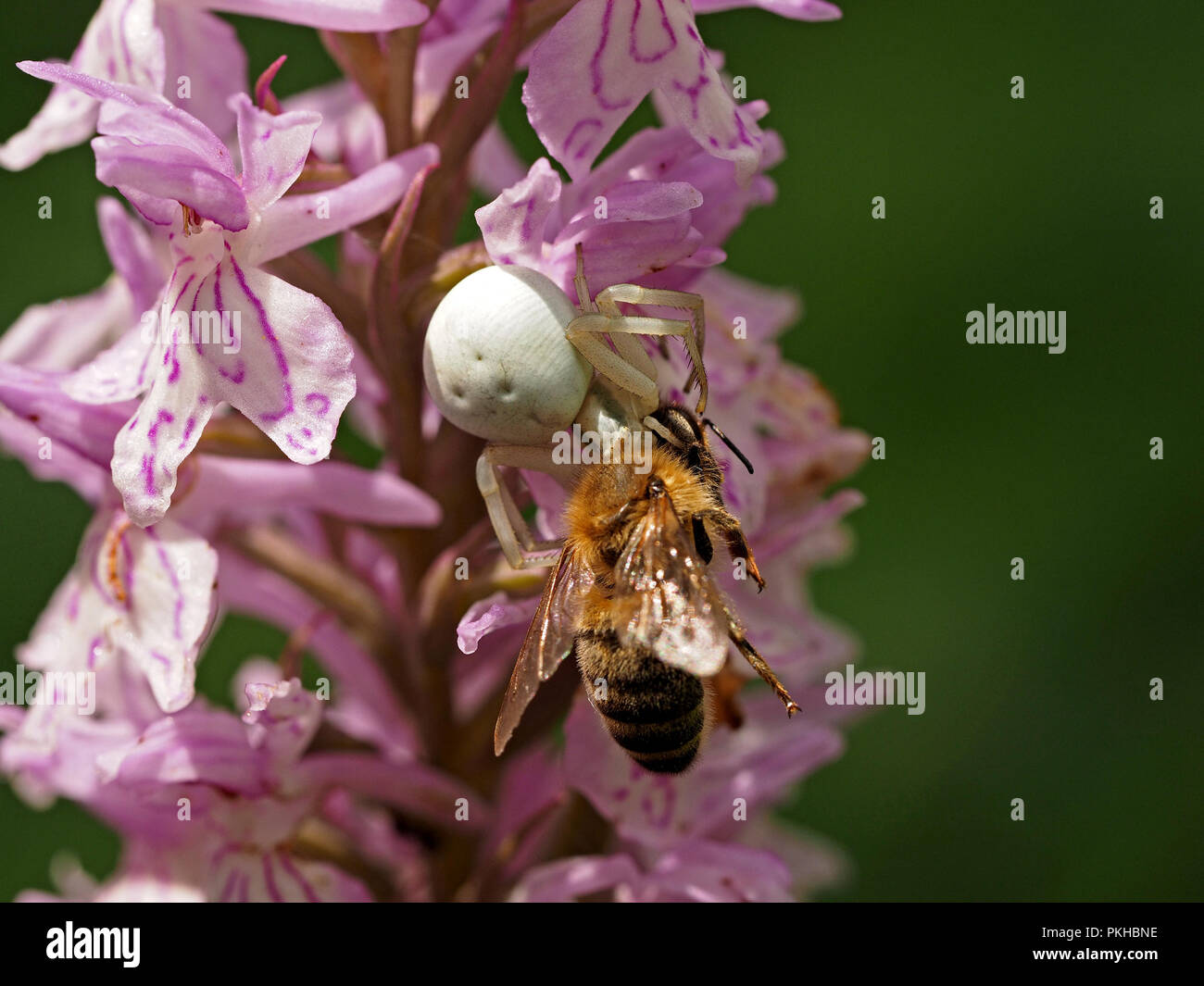 White Crab spider ((Misumena vatia) disguised on Common Spotted Orchid