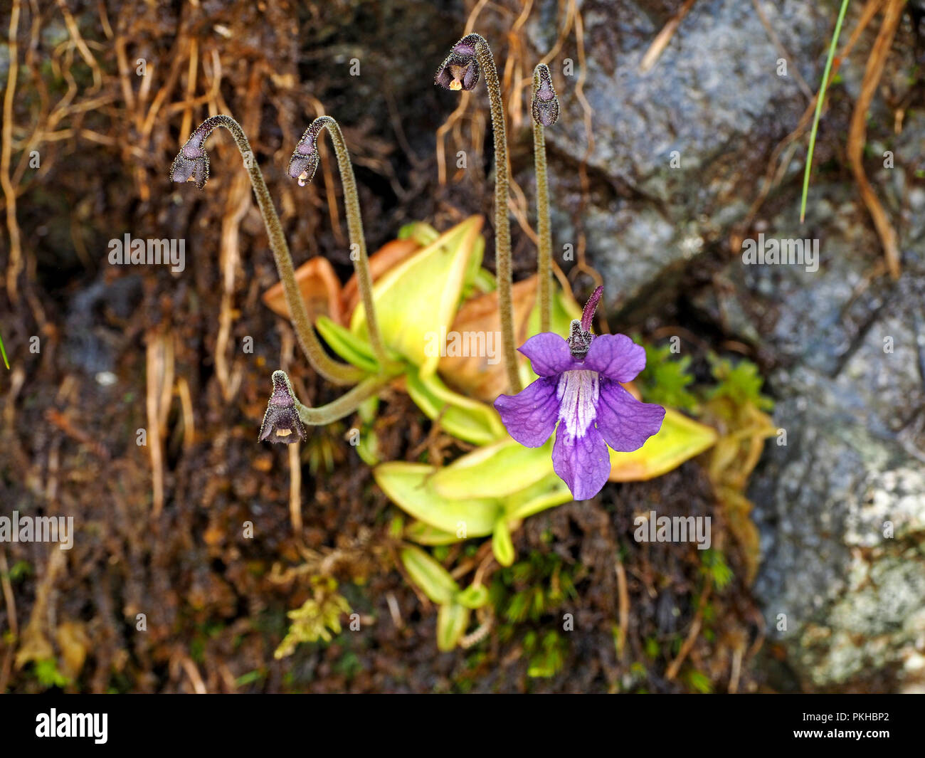 Flowering Common Butterwort (Pinguicula vulgaris) with upright stems growing on vertical face in the Ariège Pyrénées, France Stock Photo