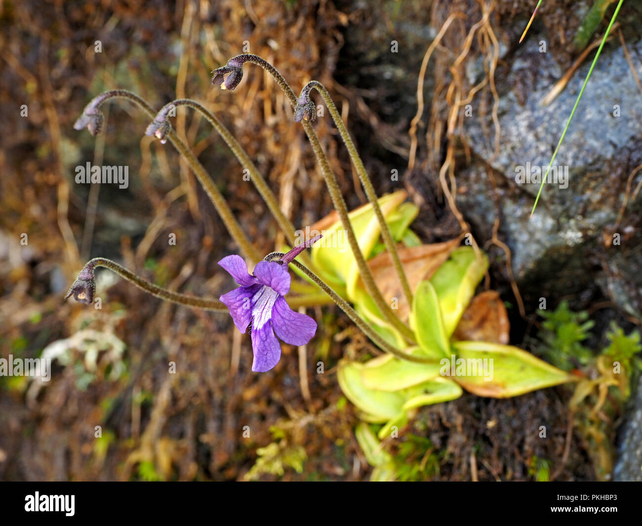 Flowering Common Butterwort (Pinguicula vulgaris) growing on vertical face in the Ariège Pyrénées, France Stock Photo