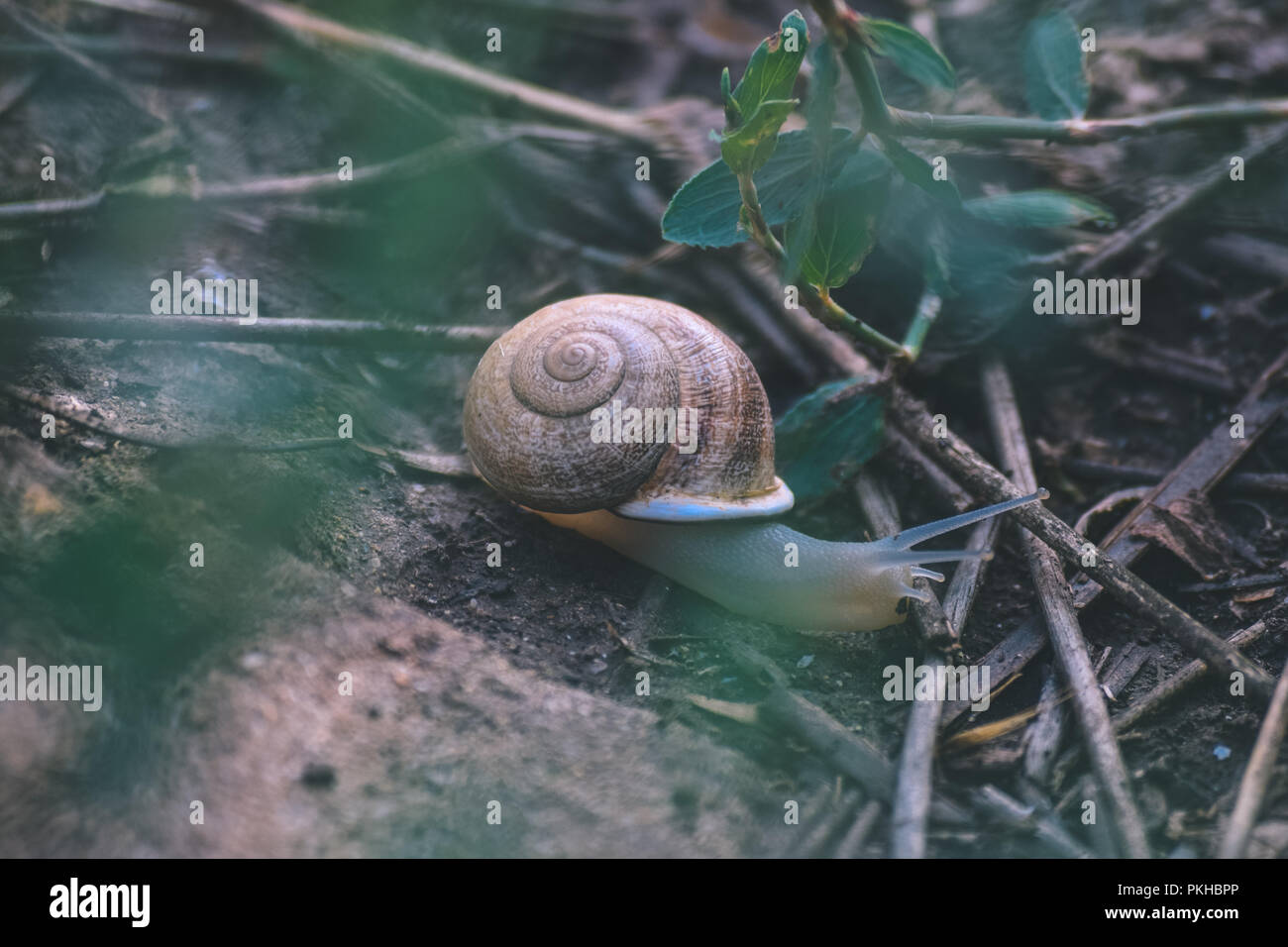 Snail shape hires stock photography and images Alamy
