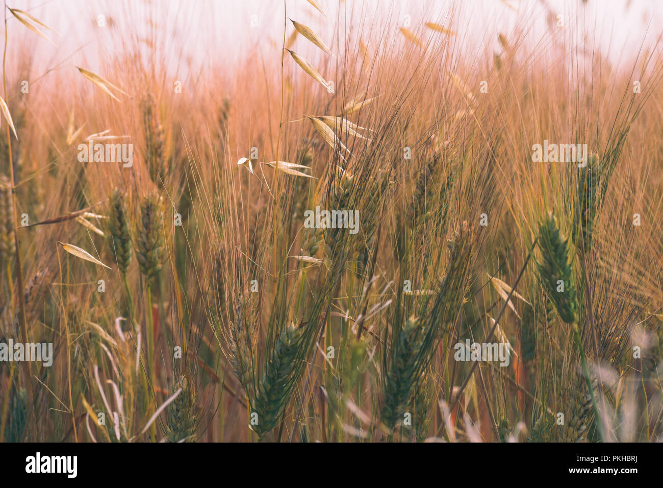 green and golden wheat field at sunrise Stock Photo
