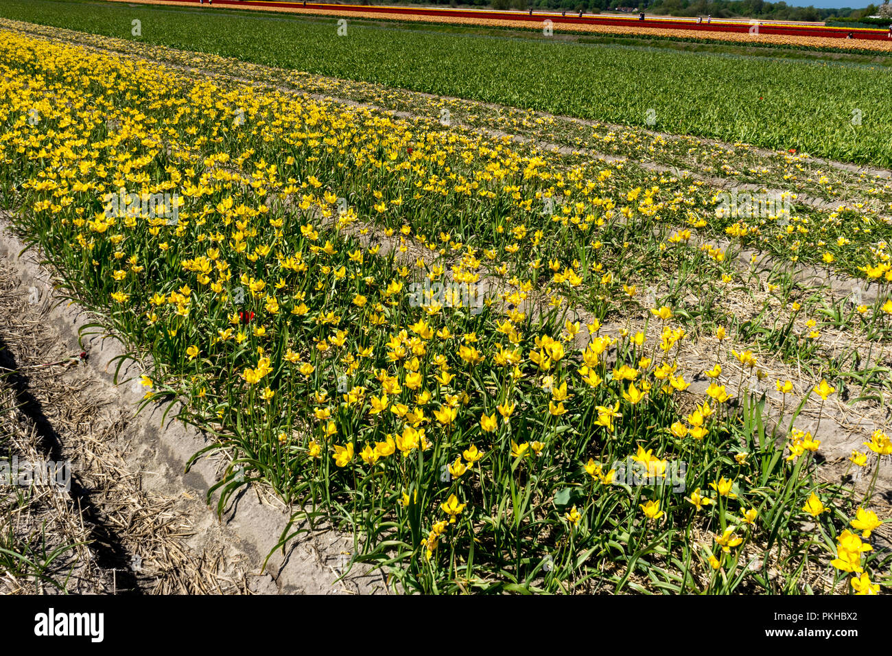 Yellow flowers on field hi-res stock photography and images - Alamy