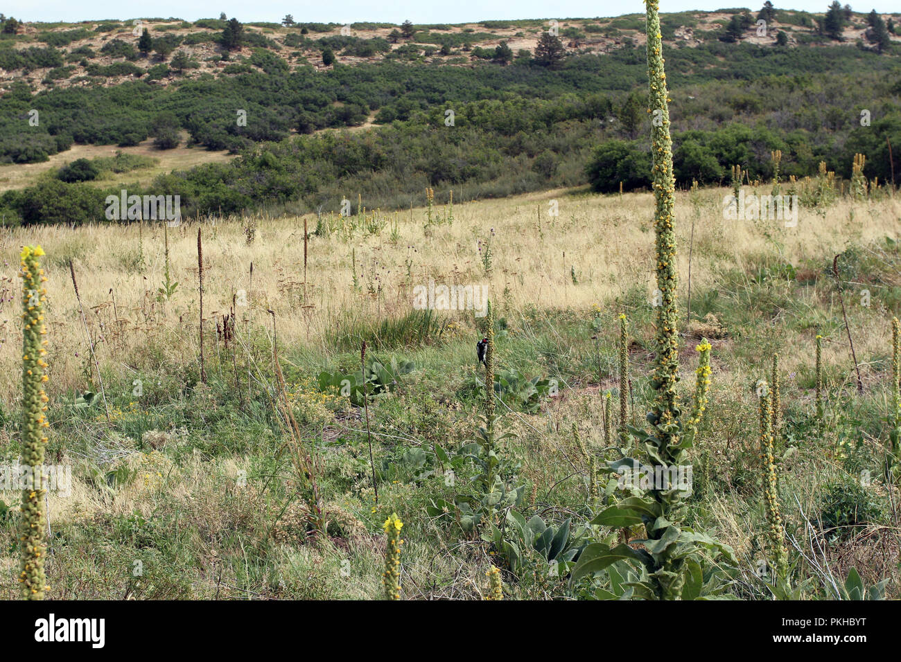Colorado birding trail hires stock photography and images Alamy